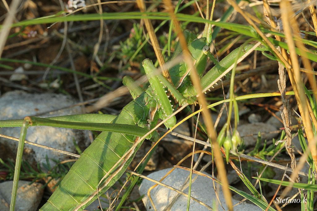 Femmina di Saga pedo